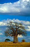 Baobab, Tarangire National Park, Tanzania, Africa